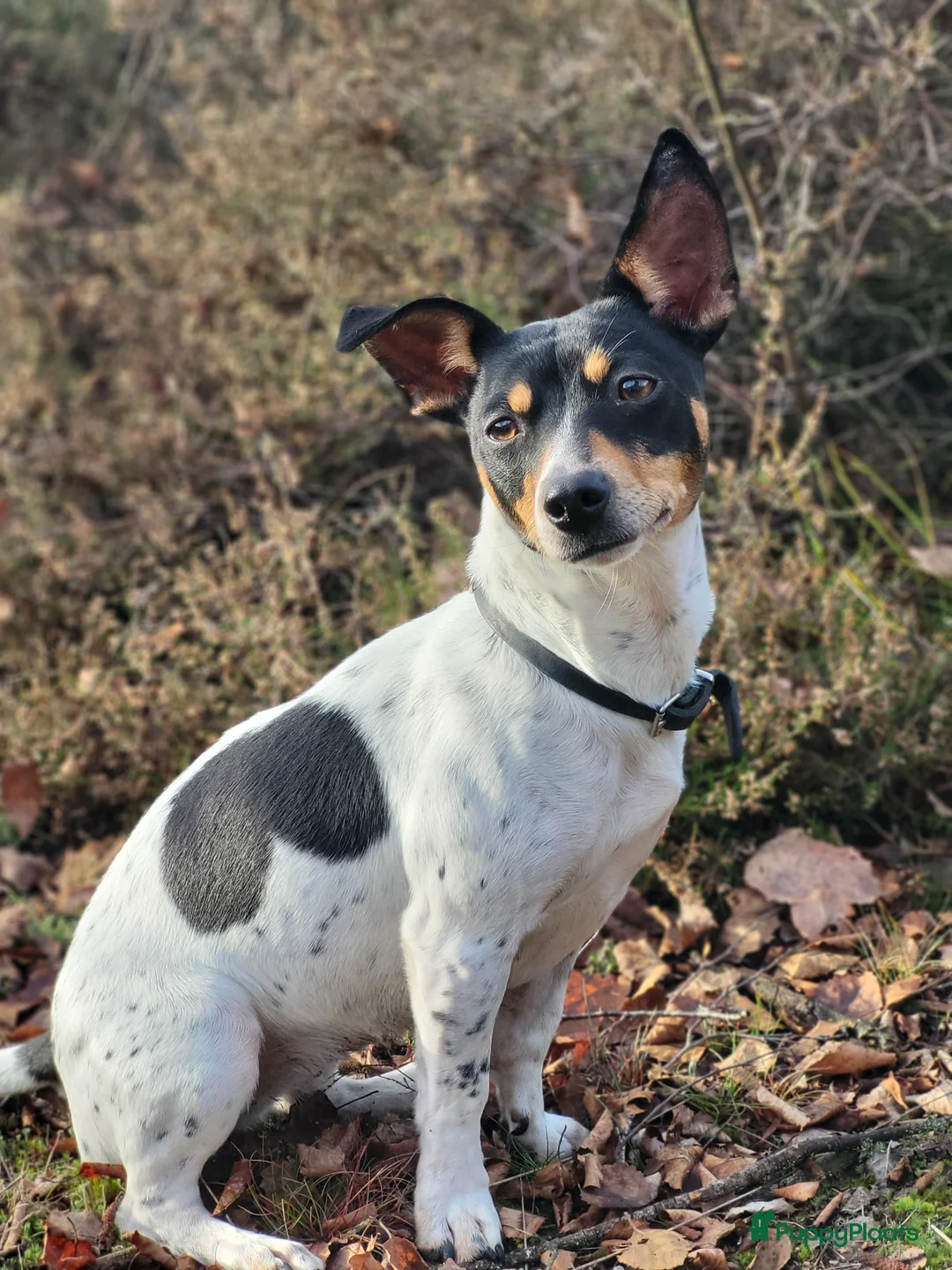 Jack Russel Terriër honden te koop: Jack Russel pups in Riethoven - Advertentie 8