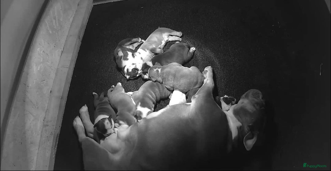 Old English Bulldog honden te koop: Prachtige Old English Bulldog pups met stamboom - Advertentie 9