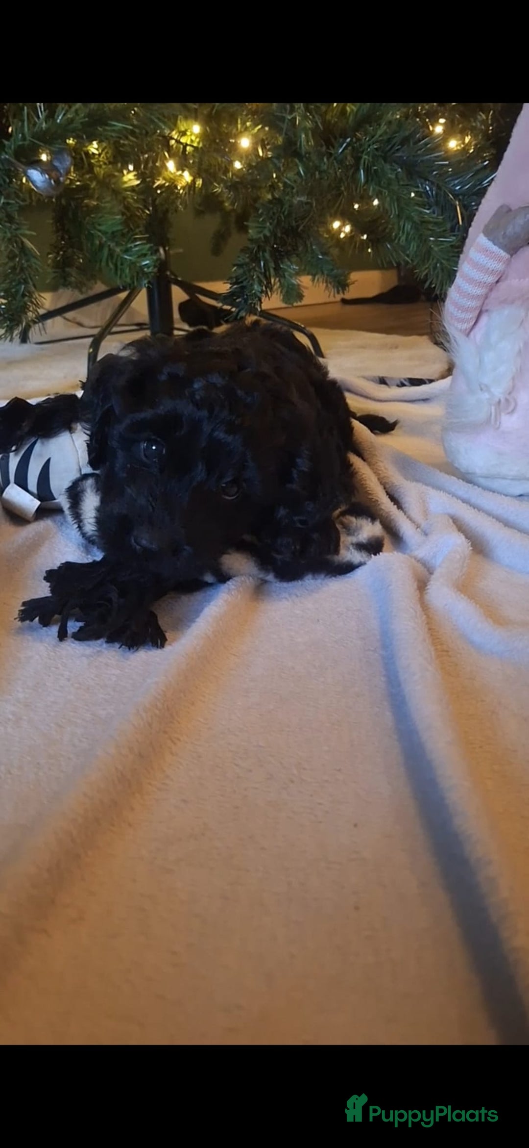 Goldendoodle honden te koop: Goldendoodle teefje - Advertentie 2