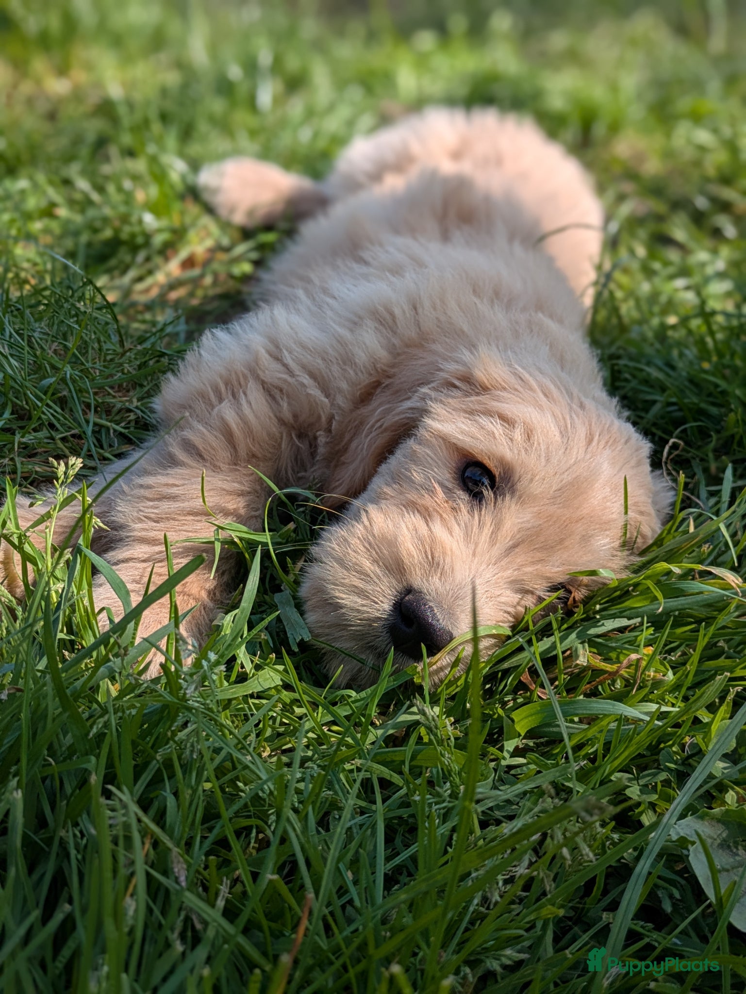 Goldendoodle honden Goldendoodle pups  - Advertentie 4