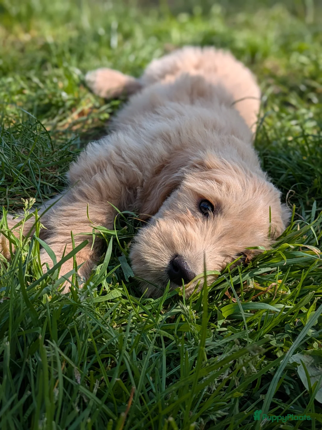 Goldendoodle honden te koop: Goldendoodle pups  - Advertentie 1