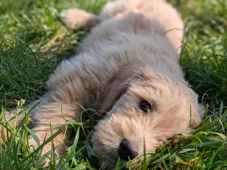 Goldendoodle honden Goldendoodle pups - Advertentie 4