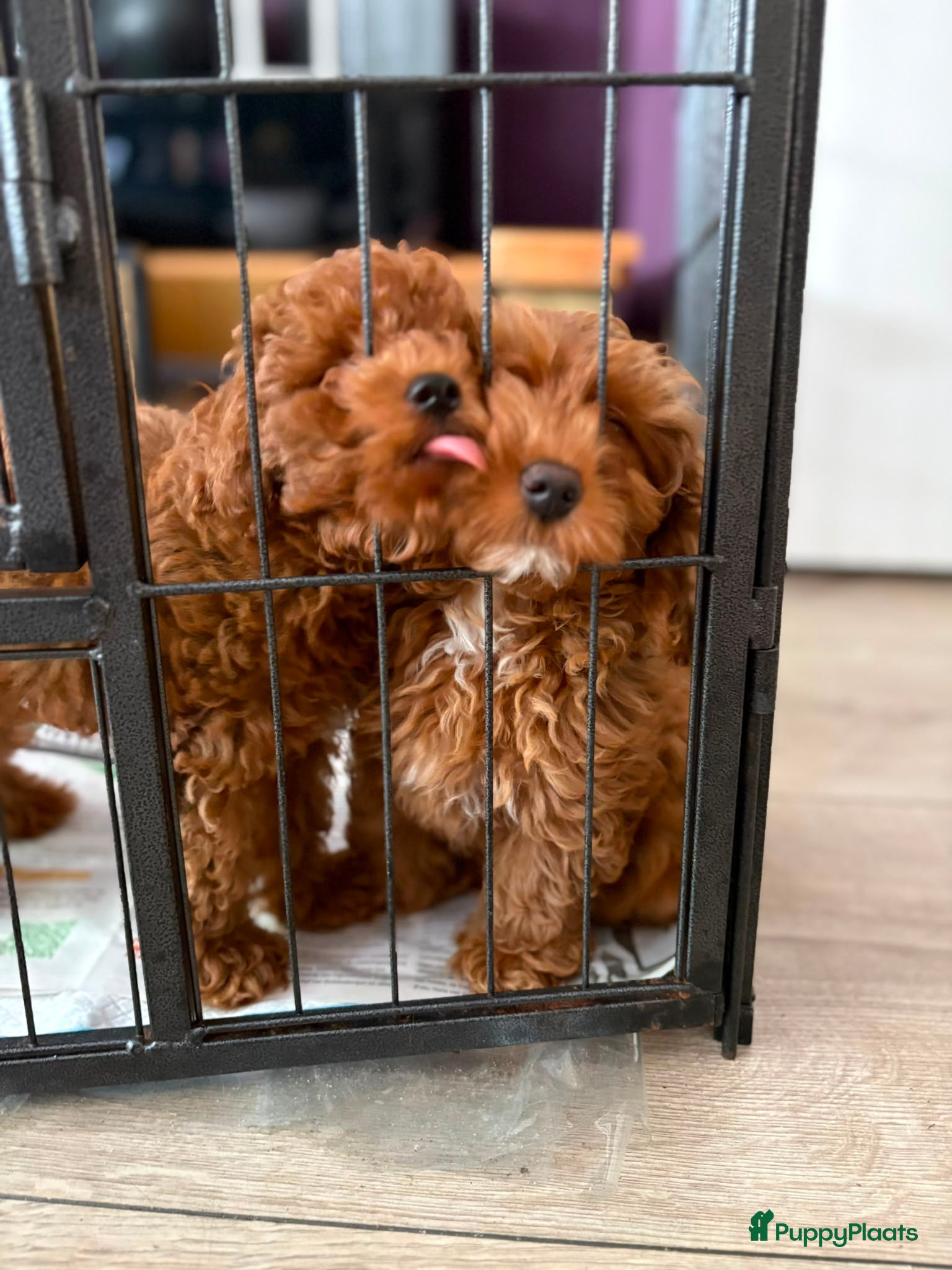 Poedel Toy honden Toy poedel pups reutje en teefje - Advertentie 1