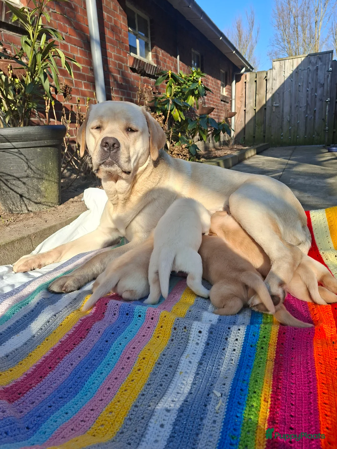 Labrador Retriever honden te koop: Labrador puppies  redfox  blond  - Advertentie 2