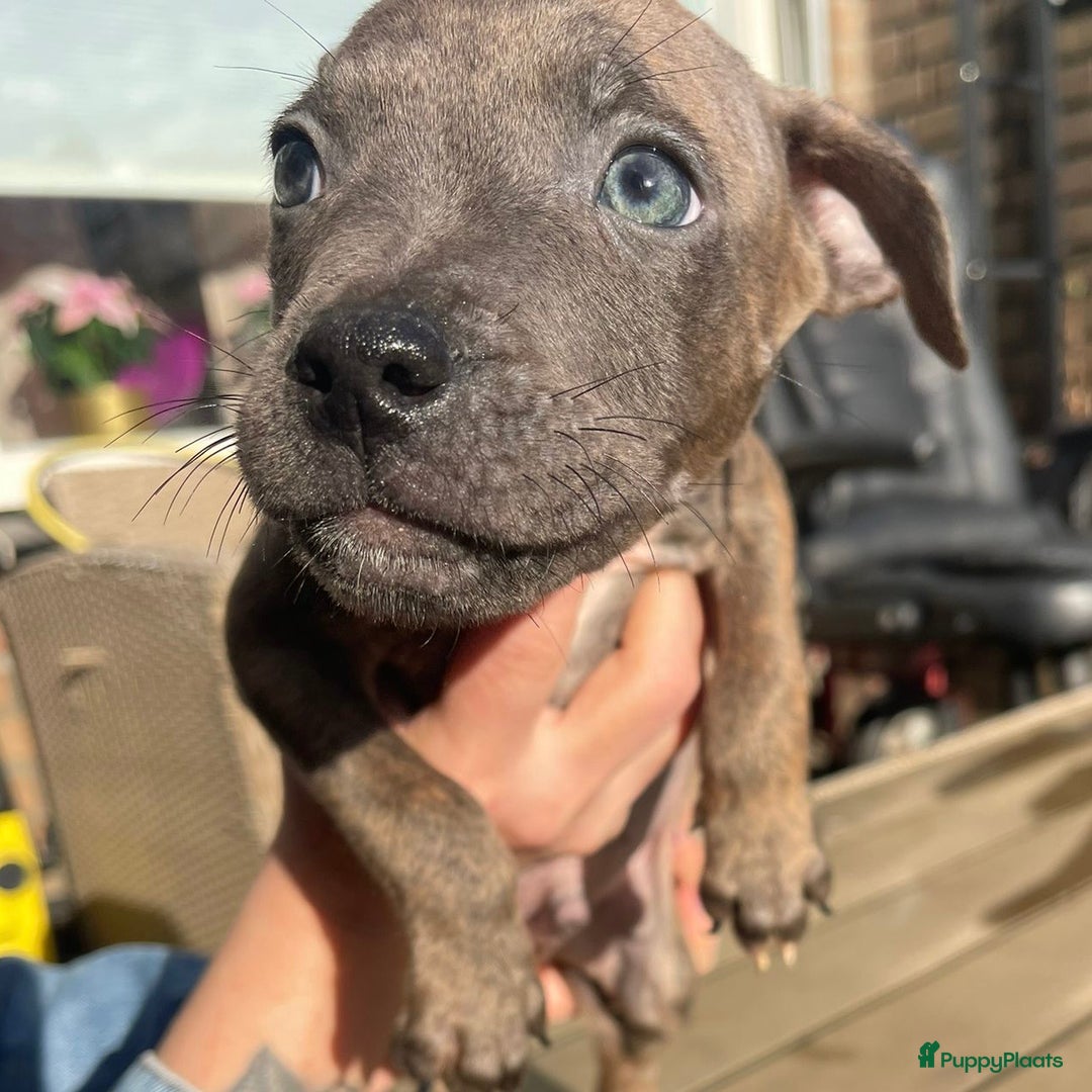 Kruising honden te koop: Pitbull x Cane Corso x Old English Bulldog puppies - Advertentie 1