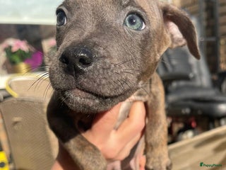 Kruising honden Pitbull x Cane Corso x Old English Bulldog puppies - Advertentie 2