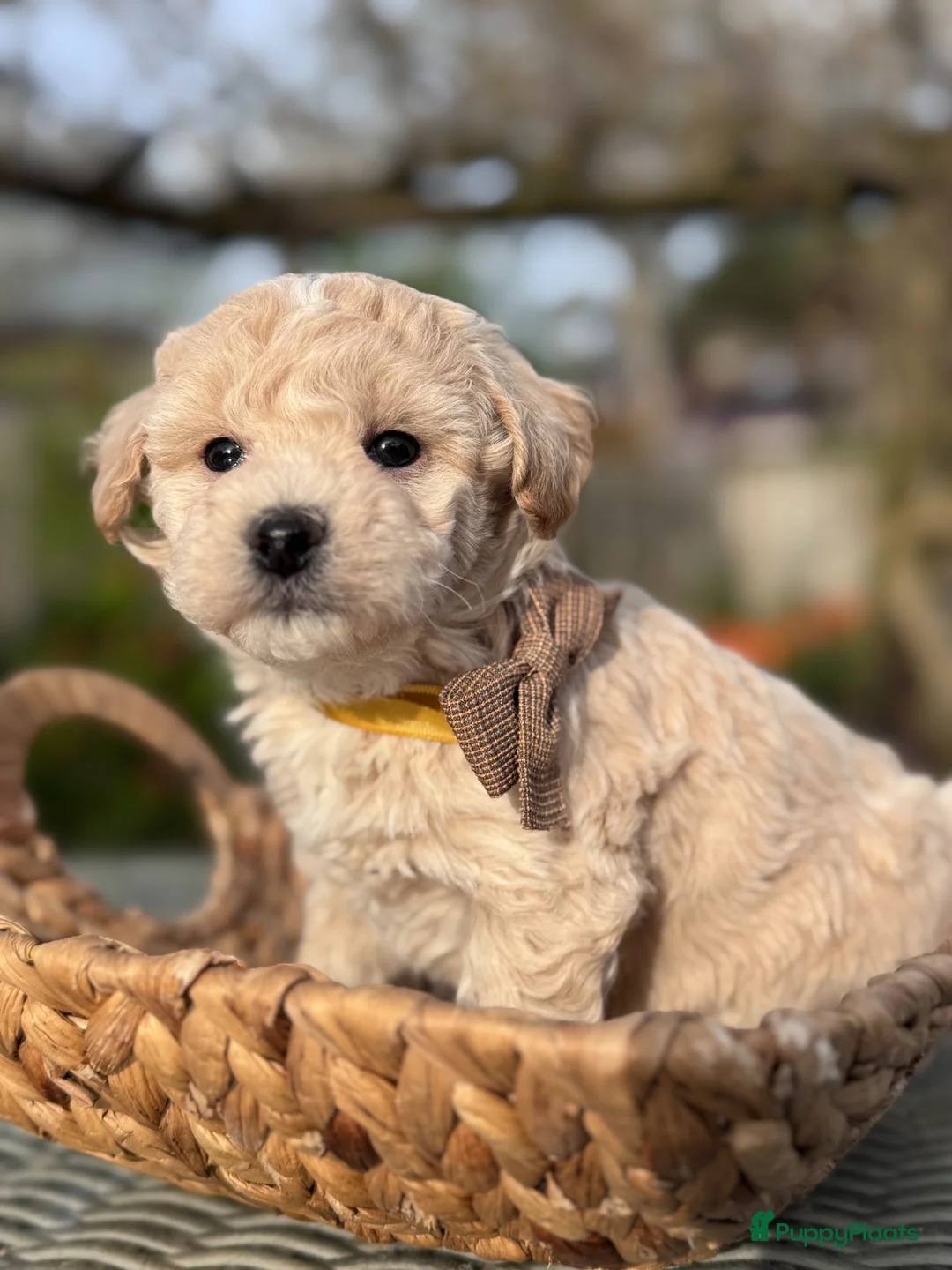 Maltipoo honden te koop: Maltipoo pups te koop - Advertentie 1