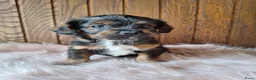 Kruising honden te koop: Mooie driekleuringe boompoo pups!🐾 - Advertentie 6