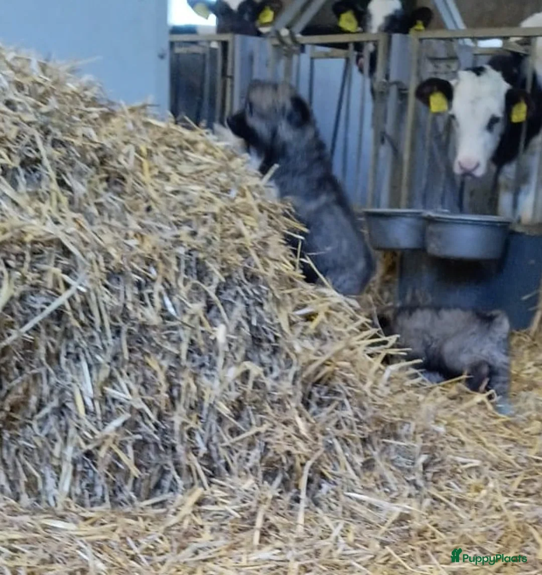 Keeshond honden te koop: Keeshond wolfsgrauw. Grijs. Blauw. - Advertentie 7