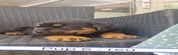 Kruising honden te koop: Rottweiler x moskovitische waakhond in De Westereen - Advertentie 25