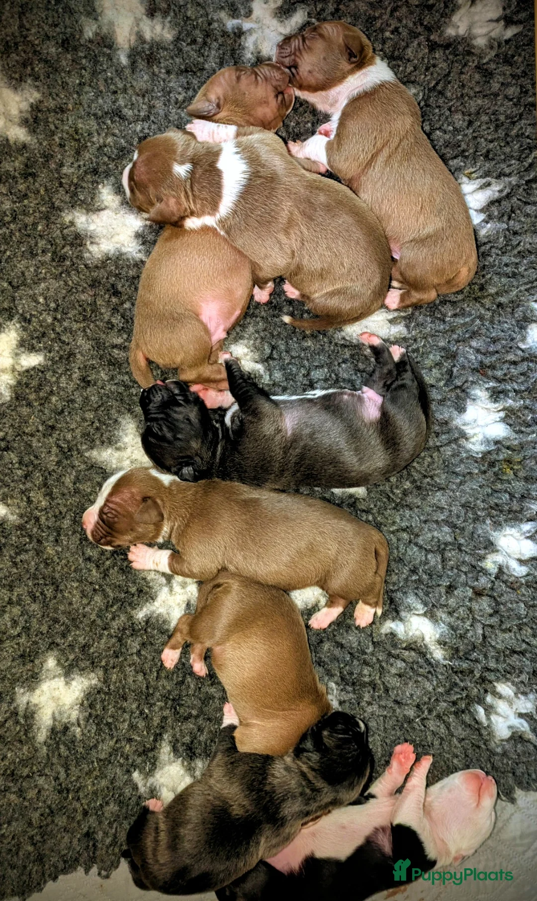 Kruising honden te koop: Pitbull x Amerikaanse Stafford pups - Advertentie 2