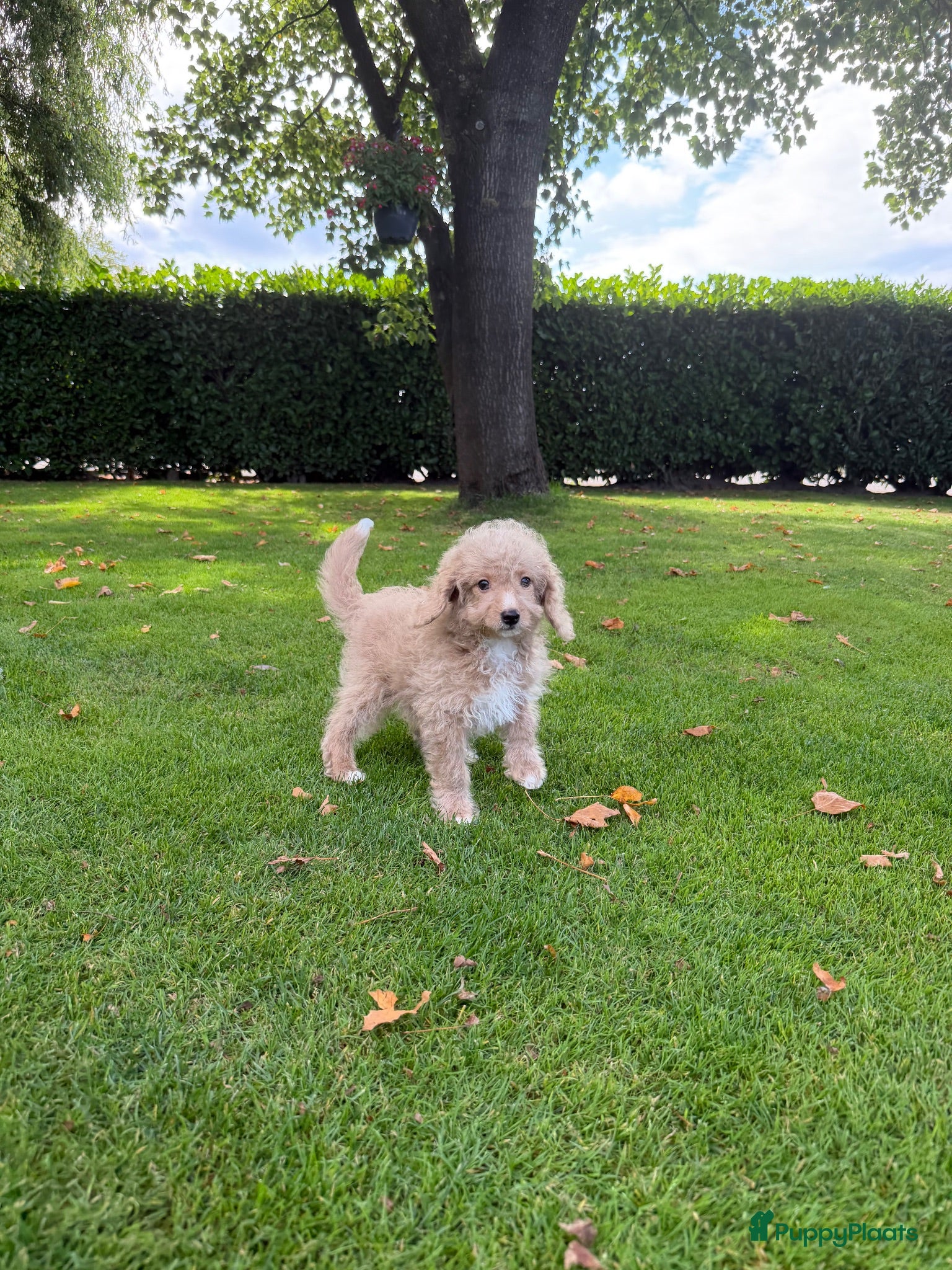Labradoodle honden Mini Doodle (Labradoodle x Poedel) pups - Advertentie 3