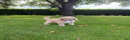 Labradoodle honden te koop: Mini Doodle (Labradoodle x Poedel) pups - Advertentie 9