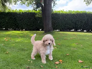 Labradoodle honden Mini Doodle (Labradoodle x Poedel) pups - Advertentie 3