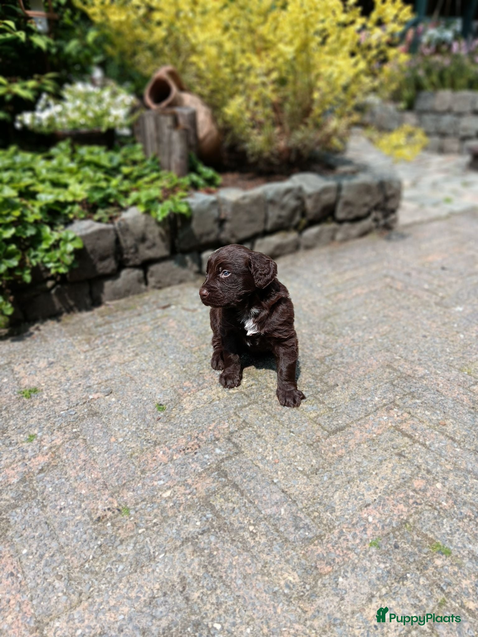 Duitse Staande Hond Langhaar honden Te koop - Advertentie 2