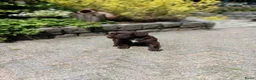 Duitse Staande Hond Langhaar honden te koop: Te koop - Advertentie 1