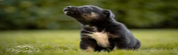 Kruising honden te koop: Huskador pupjes (labrador x Husky) - Advertentie 27