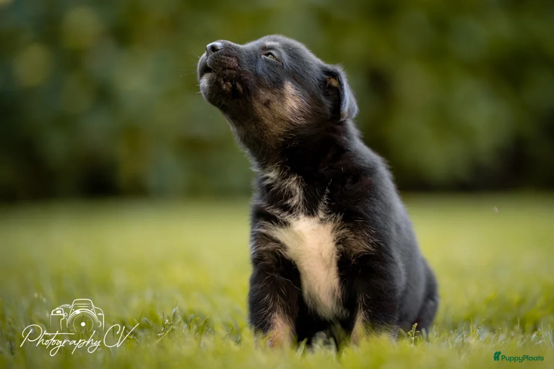 Kruising honden te koop: Huskador pupjes (labrador x Husky) - Advertentie 27