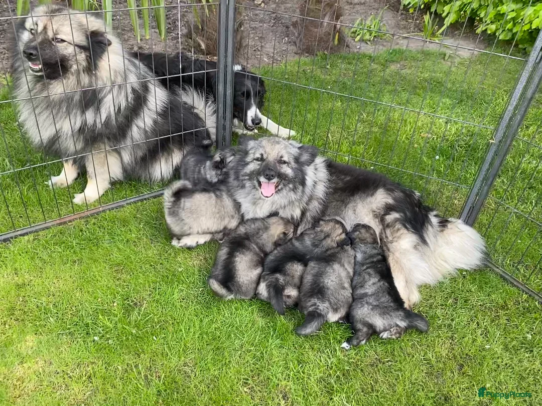 Keeshond honden te koop: Wolfsgrijze keeshond pups - Advertentie 1