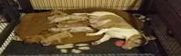Teckel (korthaar)  honden te koop: Knappe dwergteckel pups - Advertentie 10