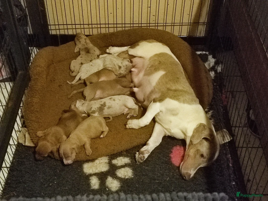 Teckel (korthaar)  honden te koop: Knappe dwergteckel pups - Advertentie 10