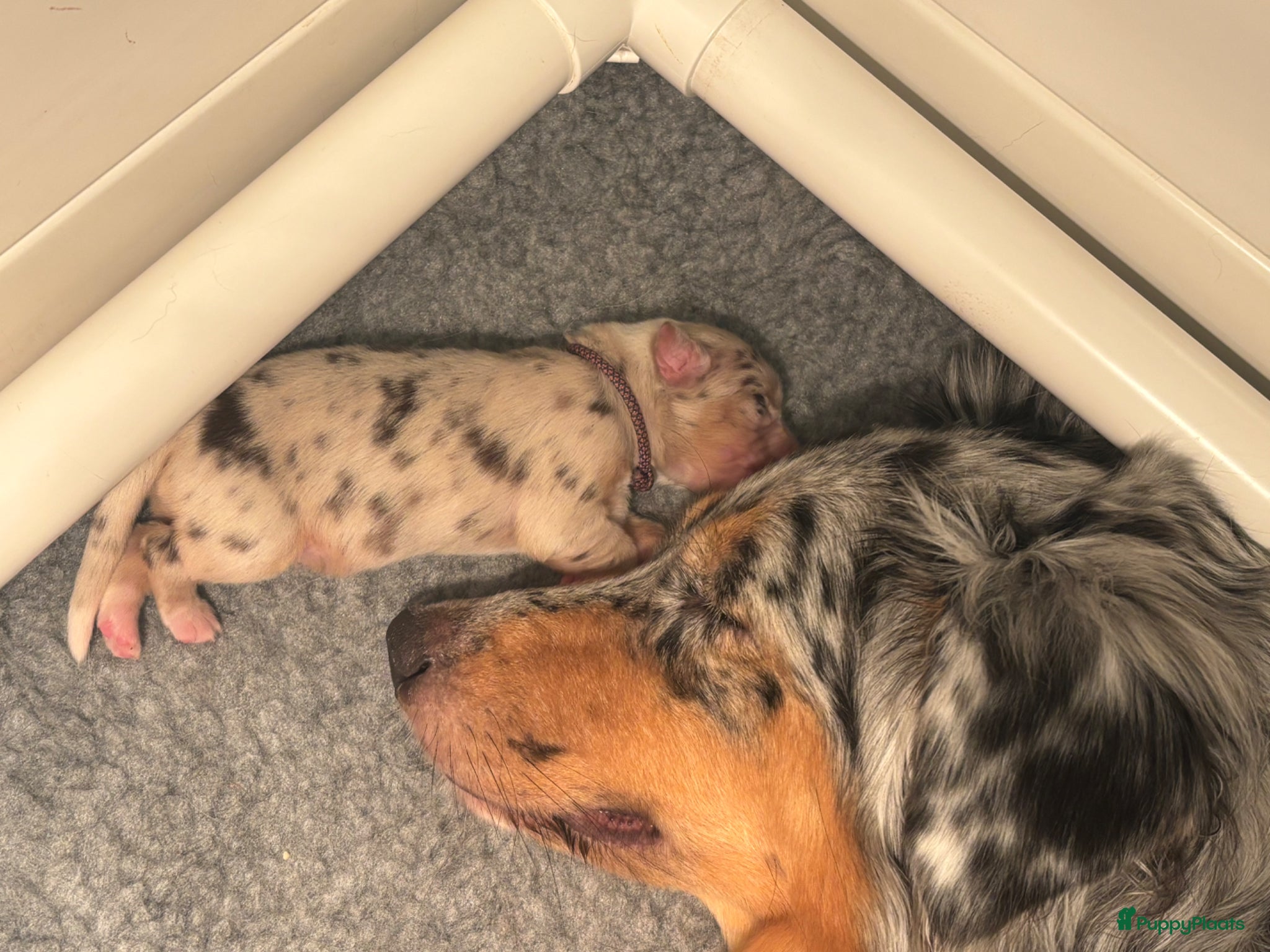 Australian Shepherd honden 8 Australische herders pups 17-3 geboren - Advertentie 1