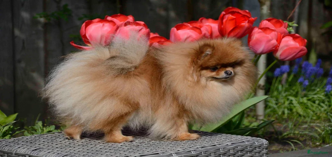 Galerij afbeelding {{count}}