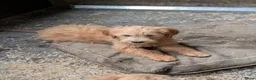 Goldendoodle honden te koop: Goldendoodle zoeken een warme thuis - Advertentie 9