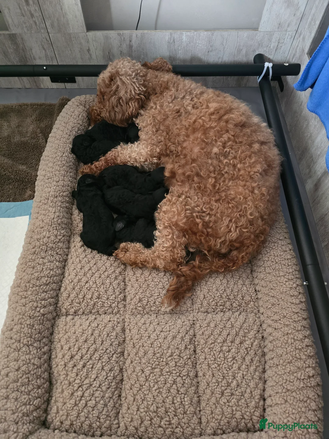 Poedel Toy honden te koop: Lieve toy poedeltjes - Advertentie 1