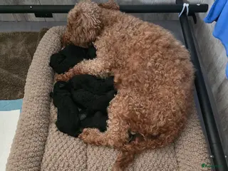 Poedel Toy honden Lieve toy poedeltjes - Advertentie 1