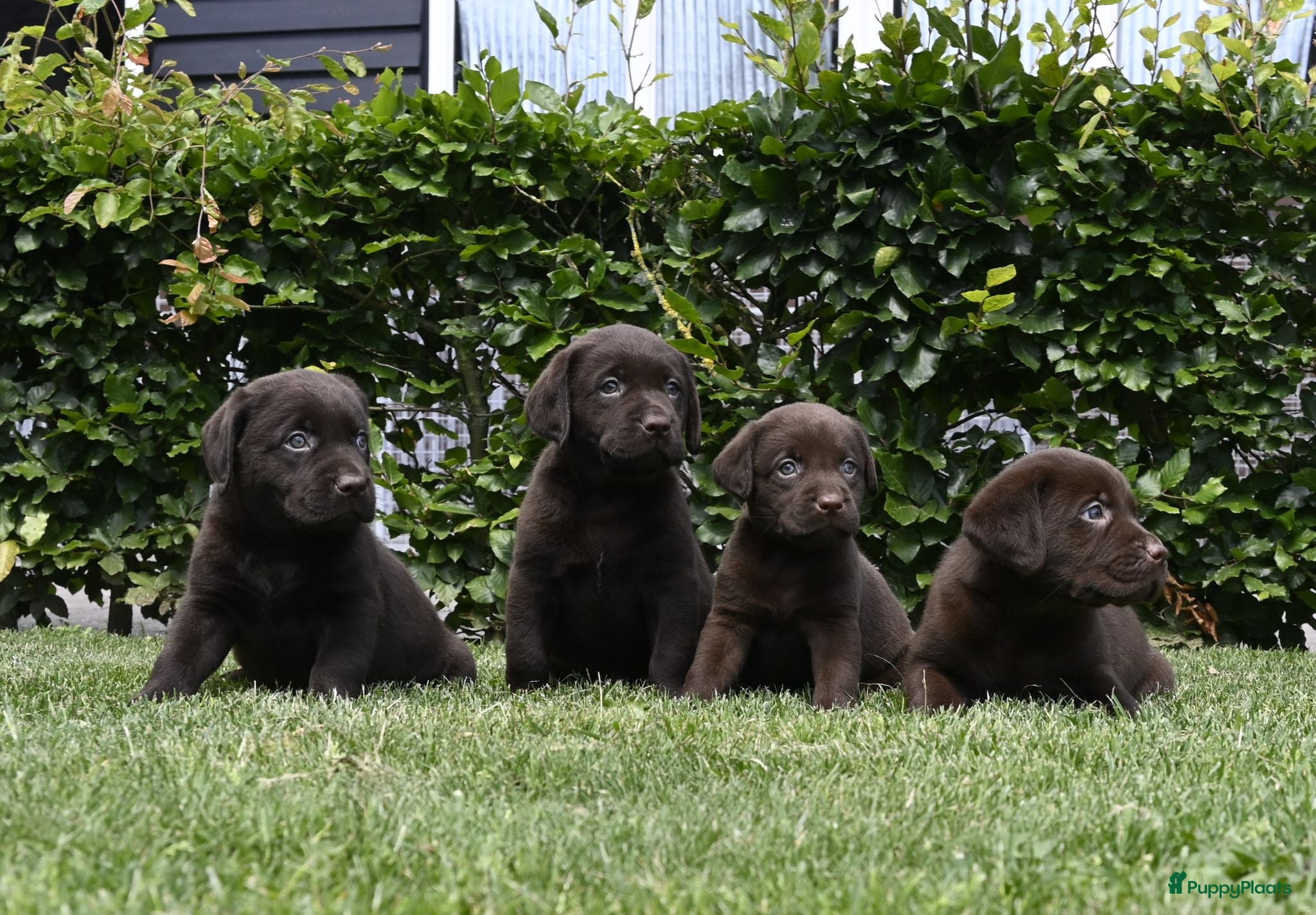 Labrador Retriever honden Chocolade bruine labrador pups met stamboom ! - Advertentie 1