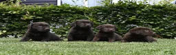 Labrador Retriever honden te koop: Chocolade bruine labrador pups met stamboom ! - Advertentie 1