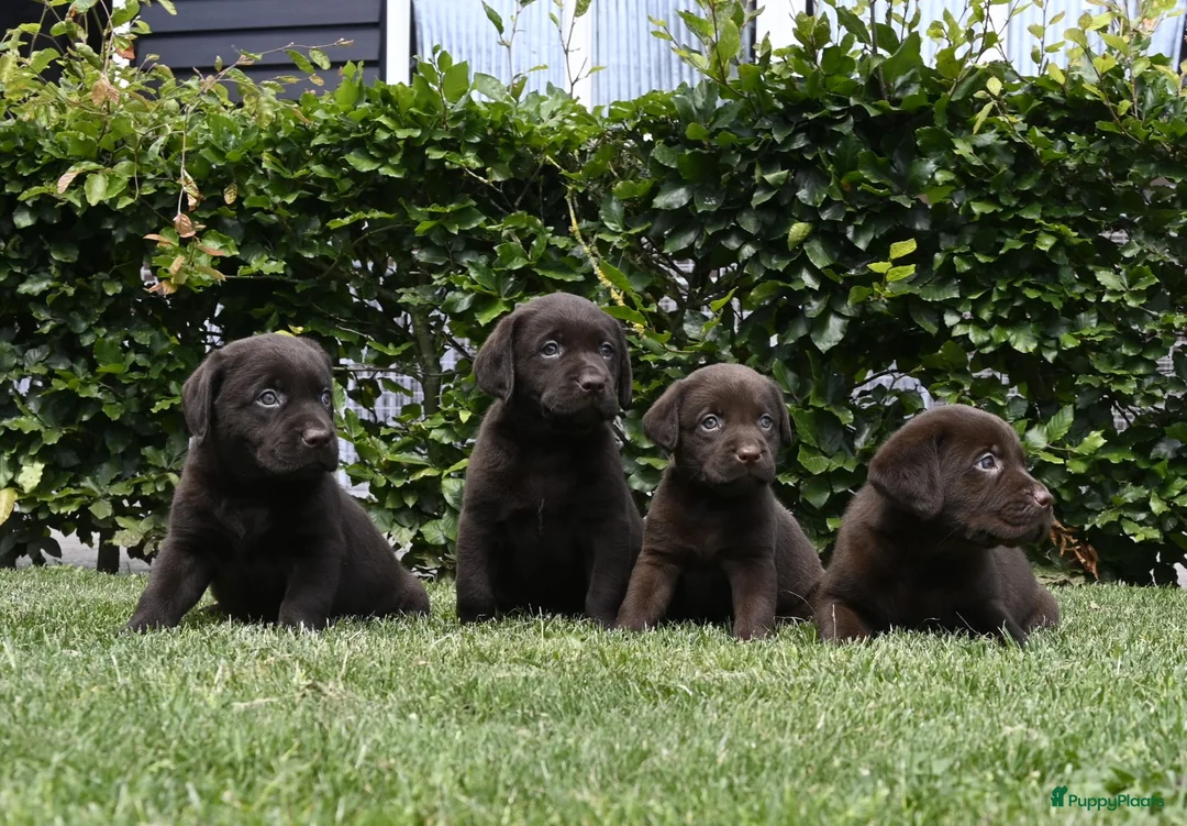 Labrador Retriever honden te koop: Chocolade bruine labrador pups met stamboom ! - Advertentie 1