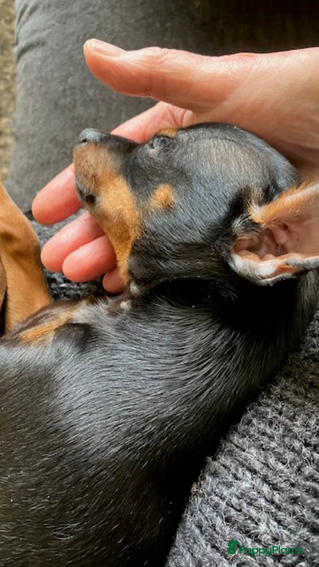 Praagse Rattler honden te koop: Praagse rattler Prazsky Krysavik  - Advertentie 3