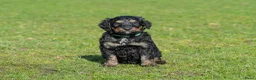 Kruising honden te koop: Bernedoodle pups te koop - Advertentie 14