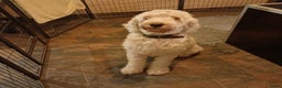 Labradoodle honden te koop: Prachtige multigen labradoodle pups - Advertentie 2