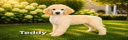 Labradoodle honden te koop: Poedel out cross pups beschibaar - Advertentie 3