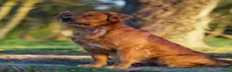 Golden Retriever honden te koop: Onze werklijn golden retriever krijgt kleintjes! - Advertentie 5