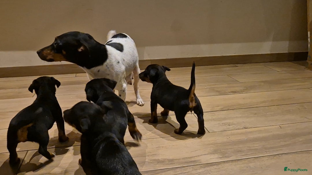 Jack Russel Terriër honden te koop: JACK RUSSEL PUPS - Advertentie 21