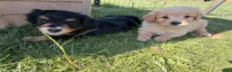Bernedoodle honden te koop: Mini Bernedoodle pups te koop - Advertentie 3