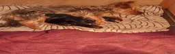 Yorkshire Terriër honden te koop: Nestje Yorkshire Terriër geboren op 18 mei. - Advertentie 3