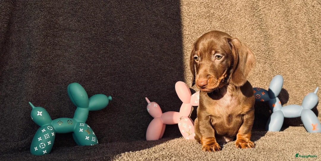 Teckel (korthaar)  honden te koop: Mooie choco ten pup - Advertentie 6