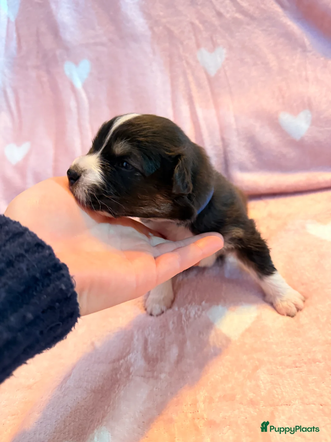 Australian Shepherd honden te koop: Australische Herder nestje  - Advertentie 12