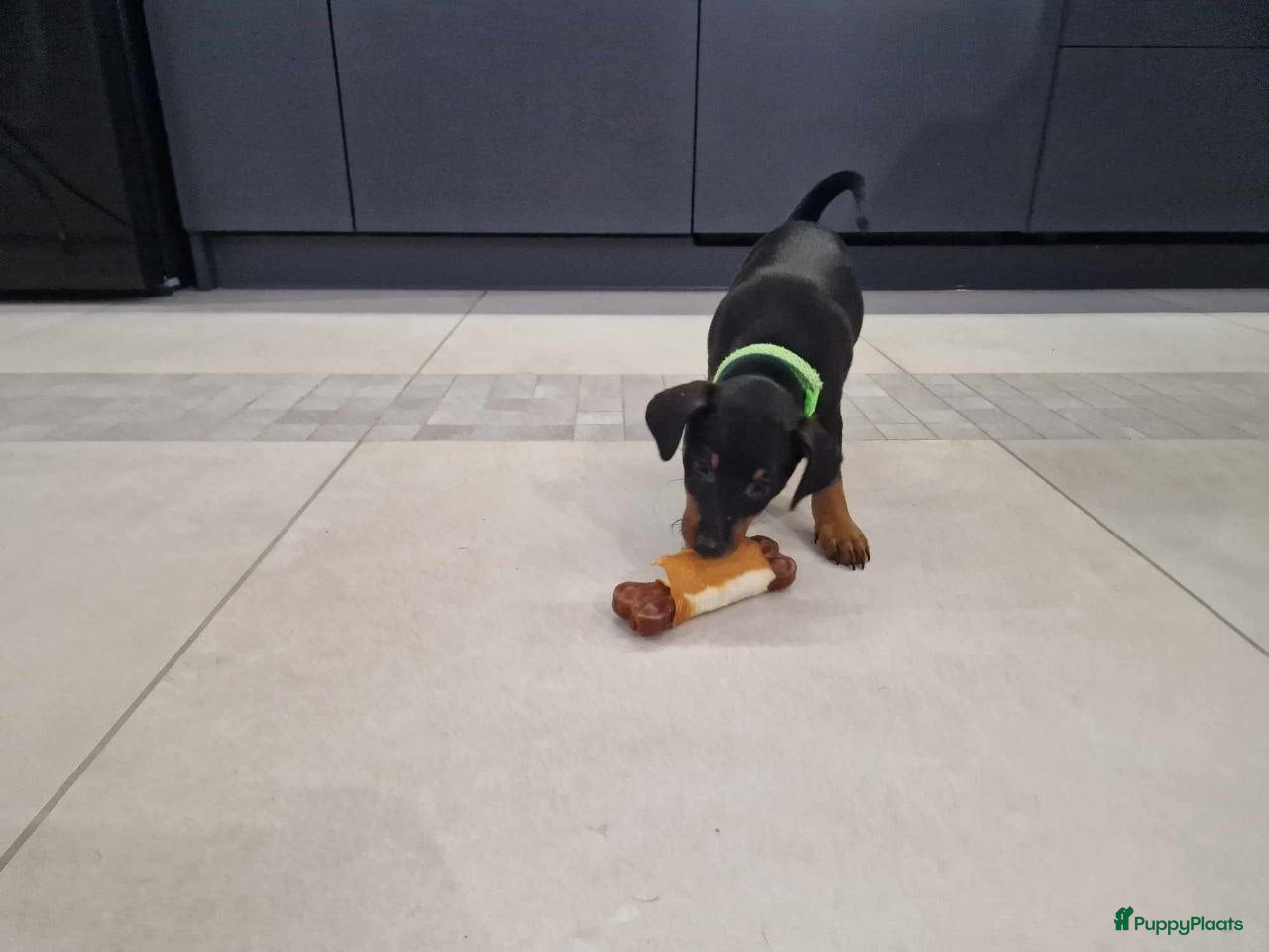 Dwergpinscher honden Dwergpinscher - Advertentie 2