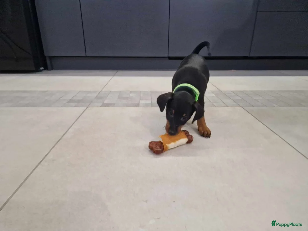 Dwergpinscher honden te koop: Dwergpinscher - Advertentie 2