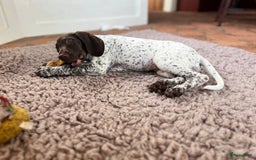 Duitse Staande Hond Korthaar honden te koop: Duitste staande korthaar teefje stamboom  in Vaassen - Afbeelding 1