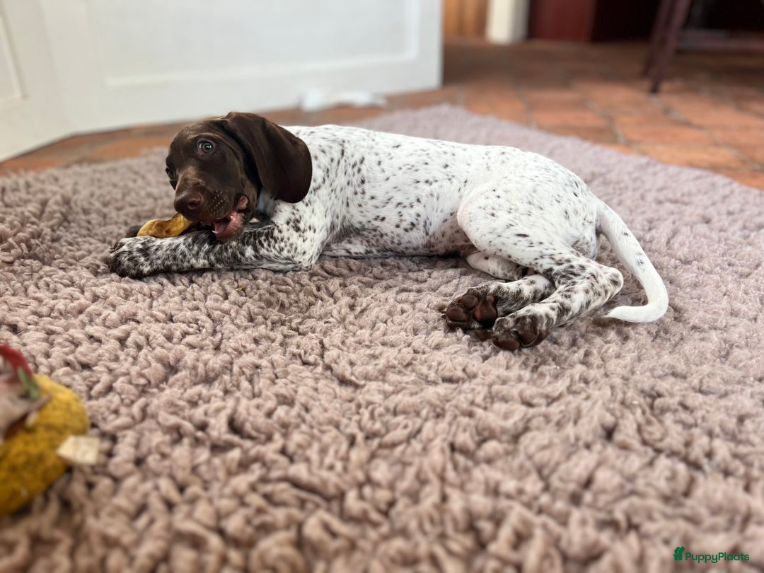 Duitse Staande Hond Korthaar honden te koop: Duitste staande korthaar teefje stamboom  in Vaassen - Afbeelding 1