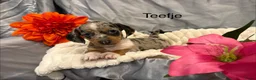 Teckel (korthaar)  honden te koop: Teckel pups - Advertentie 3