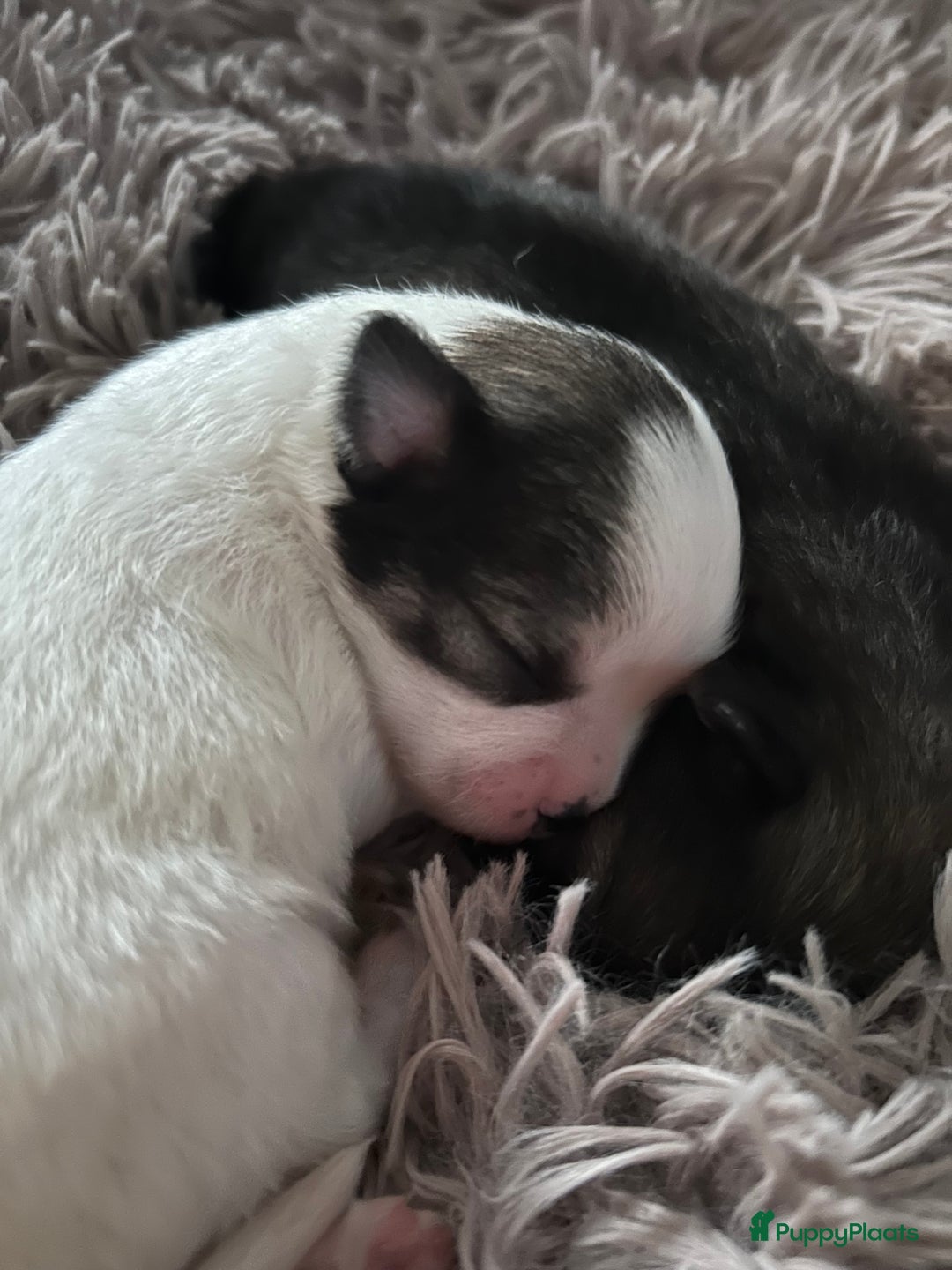 Pomchi honden te koop: Pomchi reutje - Advertentie 38