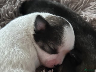 Pomchi honden 3 prachtige pomchi pups - Advertentie 2